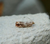 Brown Elm Bell (Epinotia abbreviana)