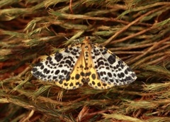 Spotted Beauty (Arichanna melanaria)