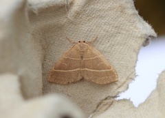 Olive Crescent (Trisateles emortualis)