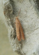 Oak Carl (Tischeria ekebladella)
