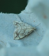 Chequered Straw (Evergestis pallidata)