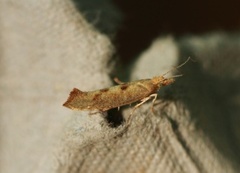 Ypsolopha alpella