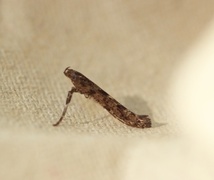 Caloptilia suberinella