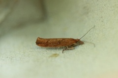 Variable Smudge (Ypsolopha ustella)
