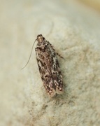 Psoricoptera gibbosella