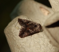 Skogmetallfly (Syngrapha interrogationis)