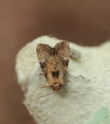 Praktengfly (Apamea scolopacina)