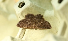 The Annulet (Charissa obscurata)