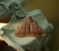 Skogviftefly (Zanclognatha lunalis)