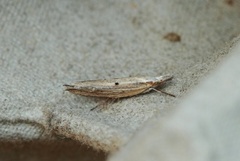 Ypsolopha nemorella