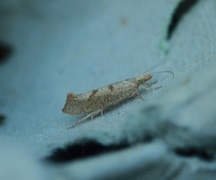 Ypsolopha alpella