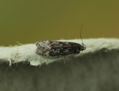 Anacampsis blattariella