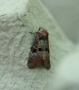 Rødlig strandengfly (Litoligia literosa)