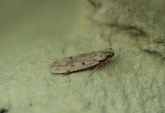 Apple Groundling (Gelechia rhombella)