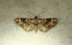 Torskemunndvergmåler (Eupithecia linariata)