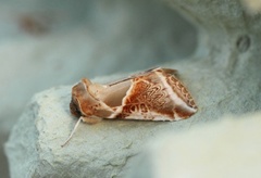 Buff Arches (Habrosyne pyritoides)