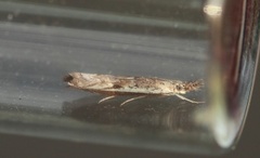Hook-tipped Grass-veneer (Platytes alpinella)