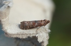 Dotted Oak Knot-horn (Phycita roborella)