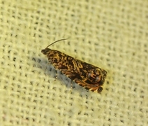 Barkvikler (Enarmonia formosana)