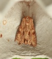 Gulbrunt engfly (Apamea sublustris)
