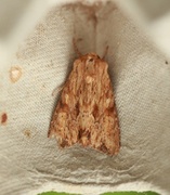 Reddish Light Arches (Apamea sublustris)