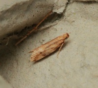 Fagerklokkemøll (Orophia ferrugella)