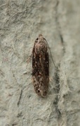 Carpatolechia fugitivella