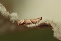 Strandsmalmott (Nyctegretis lineana)