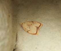 Lønneblomstflatvikler (Acleris forsskaleana)