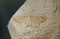 Punktengmåler (Idaea sylvestraria)