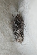 Gelechia nigra