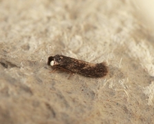 Zimmermannia longicaudella