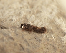 Ectoedemia longicaudella