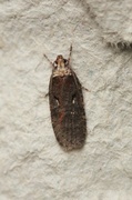 Sallow Flat-body (Agonopterix conterminella)