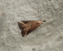 Streknebbfly (Schrankia costaestrigalis)