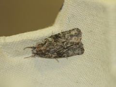 Marbled Grey (Bryophila raptricula)