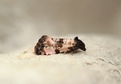 Black-headed Conch (Cochylis atricapitana)