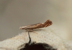 Isophrictis striatella