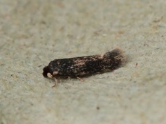 Zimmermannia longicaudella