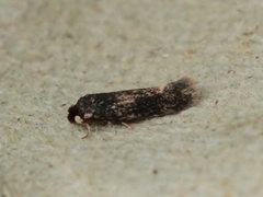 Ectoedemia longicaudella