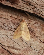 Maispyralide (Ostrinia nubilalis)