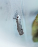 Orchard Ermine (Yponomeuta padella)