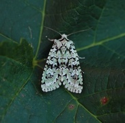 Grønt eikefly (Griposia aprilina)