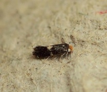 Ectoedemia albifasciella