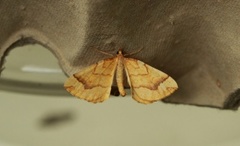 Gul bærmåler (Eulithis mellinata)