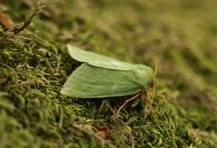 Rødfrynset båtfly (Pseudoips prasinana)