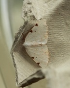 White-pinion Spotted (Lomographa bimaculata)