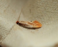 Rødgul reirmøll (Tinea semifulvella)