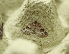 Small Seraphim (Pterapherapteryx sexalata)