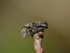 Broket kveldfly (Acronicta auricoma)